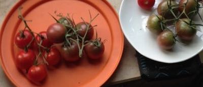 Advent-Tomaten
